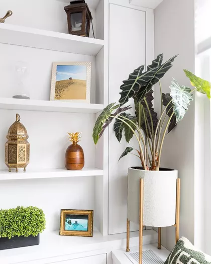 آلوکازیا- نمونه 5 از محبوب ترین گیاهان آپارتمانی