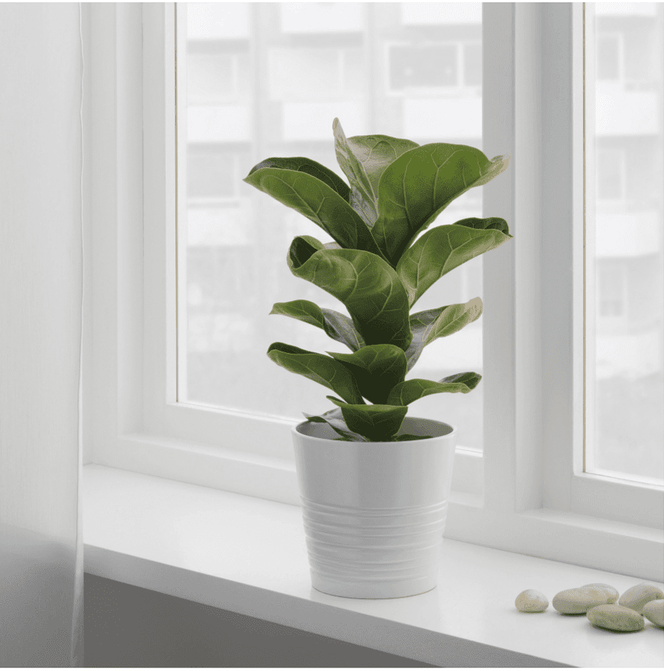 فیکوس لیراتا – نمونه ۳ از محبوب ترین گیاهان آپارتمانی