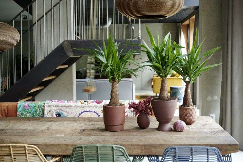 یوکا، نمونه 1 از محبوب ترین گیاهان آپارتمانی