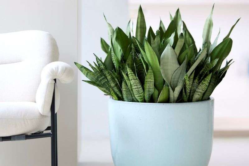 سانسوریا - نمونه 2 از محبوب ترین گیاهان آپارتمانی